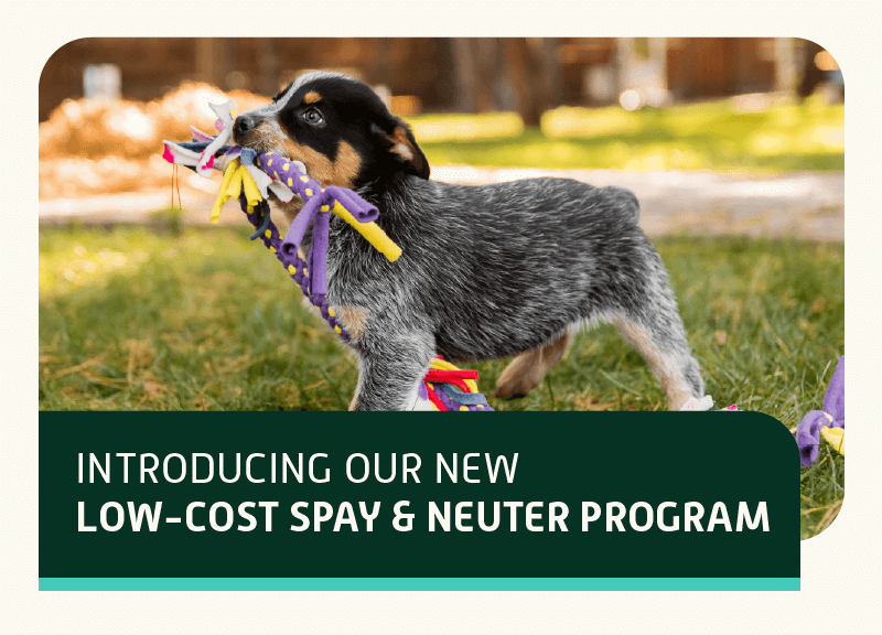 spay & neuter
